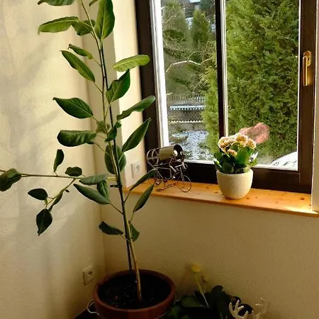 Lydia Pensión Altenberg (Montes Metalíferos)